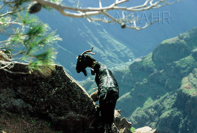 Image La Gomera, Kanaren